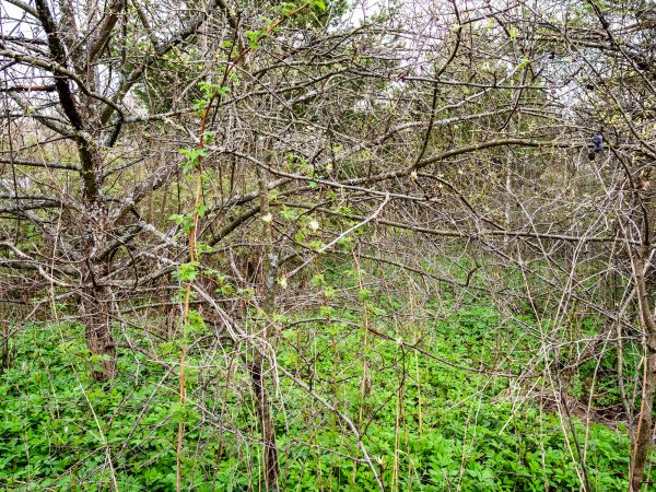 Underbrush Clearing in Anacortes