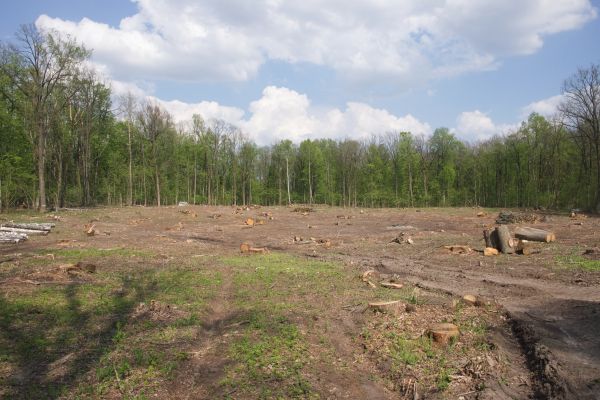 Pasture Clearing in Anacortes