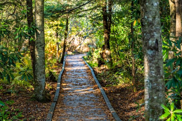 Trail Clearing in Anacortes